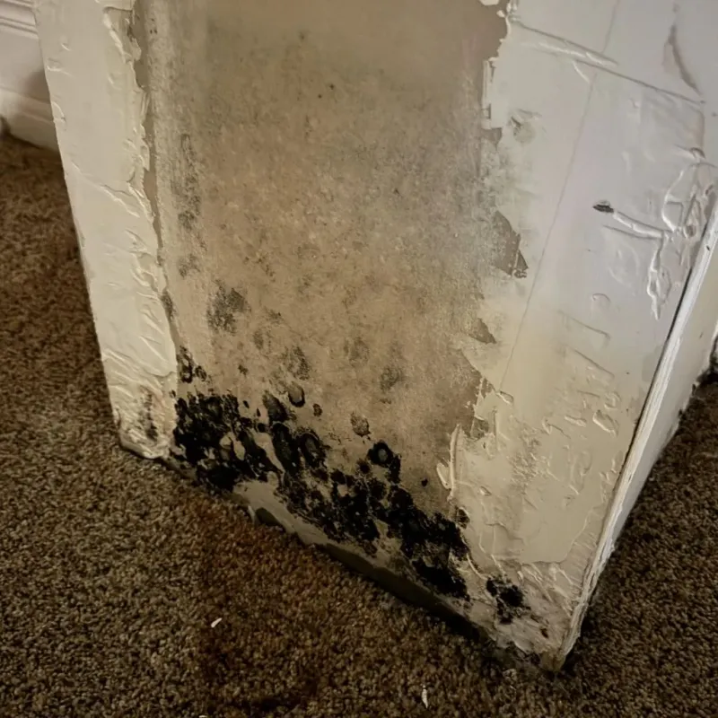 Professional Mold Removal in Grundy County, MO
